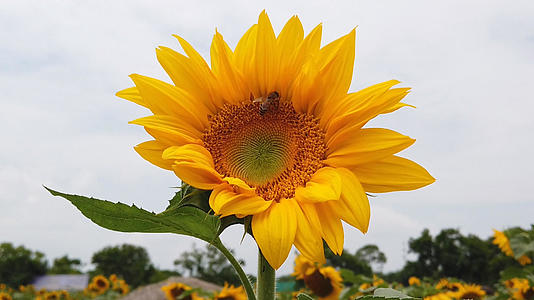 向日葵上的小蜜蜂视频的预览图