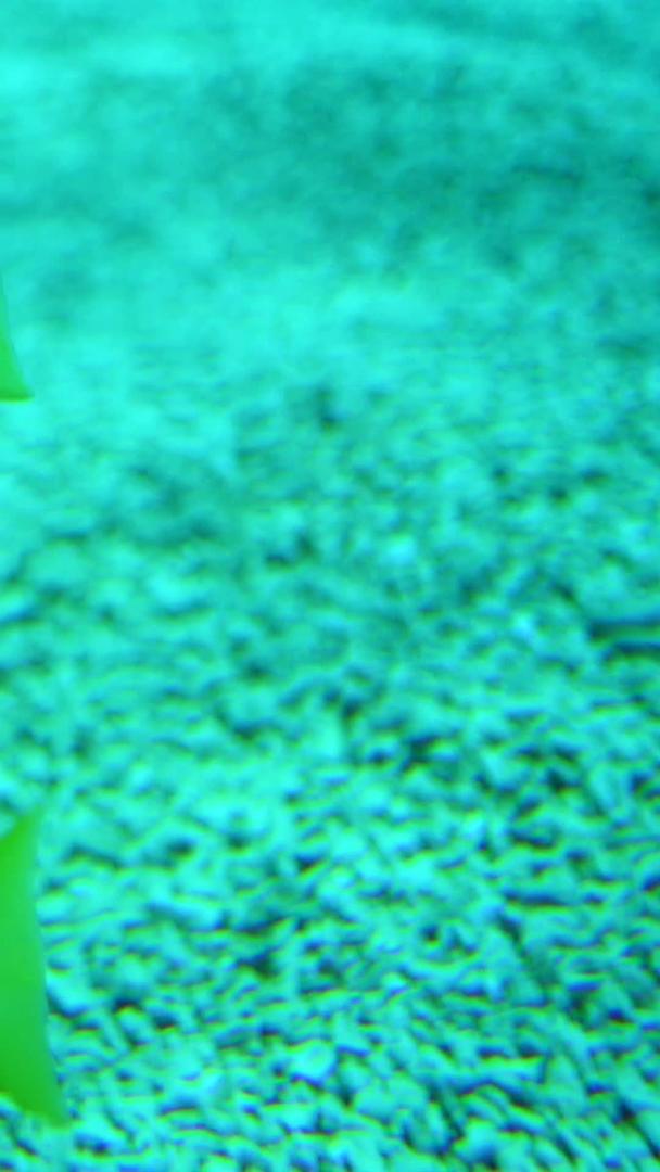 海底平鱼的实拍视频的预览图