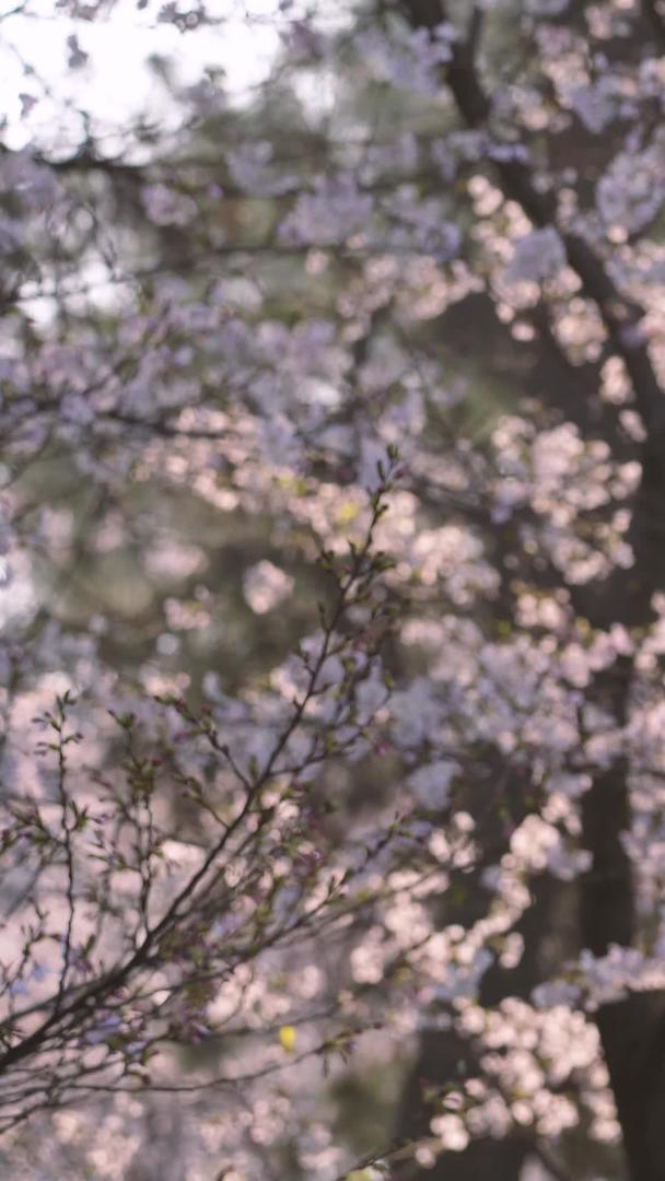 城市春天日式建筑白灯笼樱花树素材视频的预览图