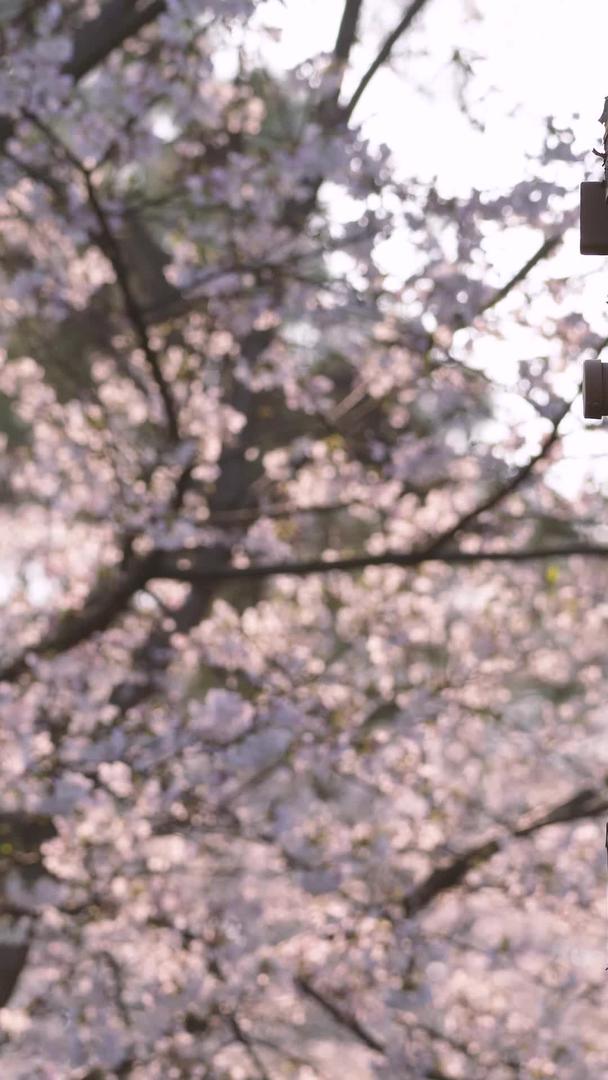 城市春天日式建筑白灯笼樱花树素材视频的预览图