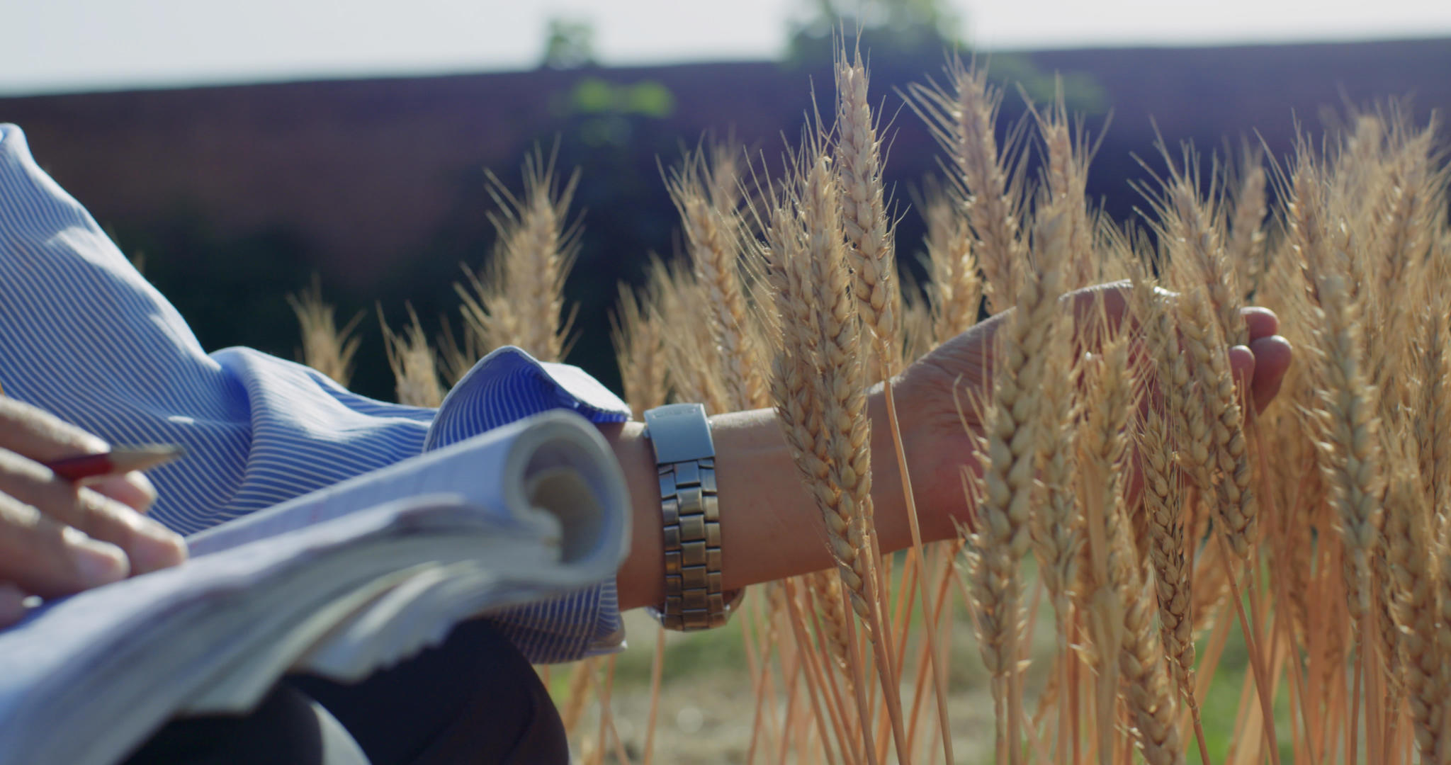 田间地头研究水稻4K超清原始素材视频的预览图