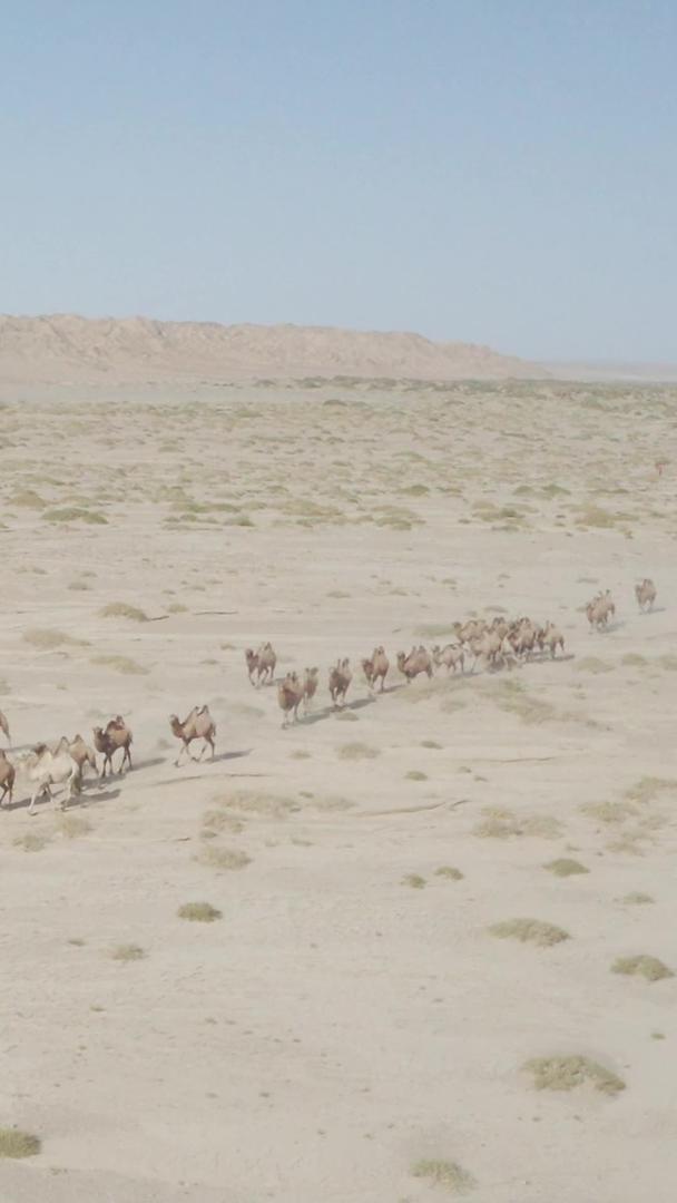 戈壁骆驼群视频的预览图