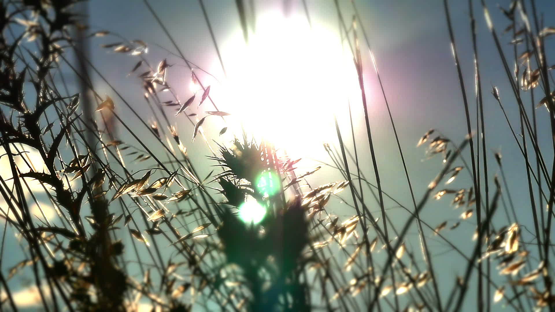 草在日落后慢慢地移动视频的预览图