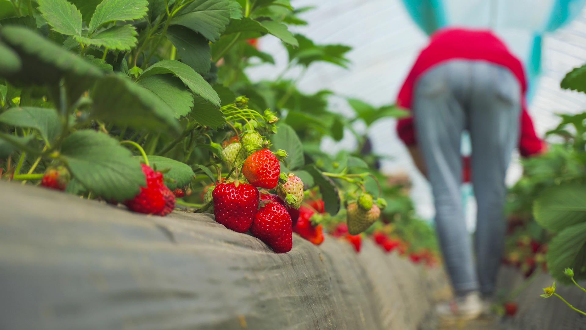 草莓园草莓大棚4K实拍草莓采草莓采草莓采草莓采草莓采草莓视频的预览图