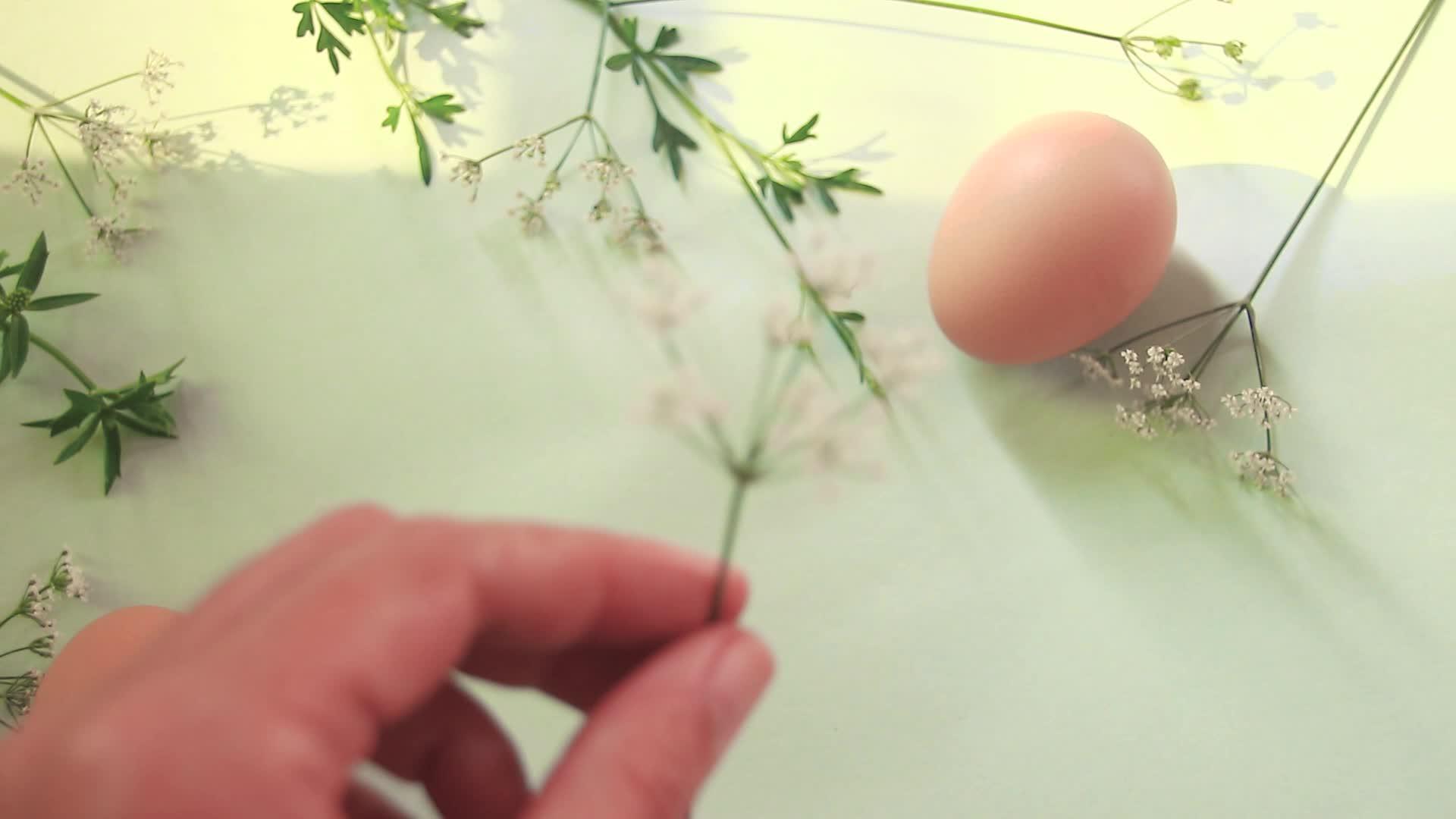 鲜花放在鸡蛋旁边视频的预览图