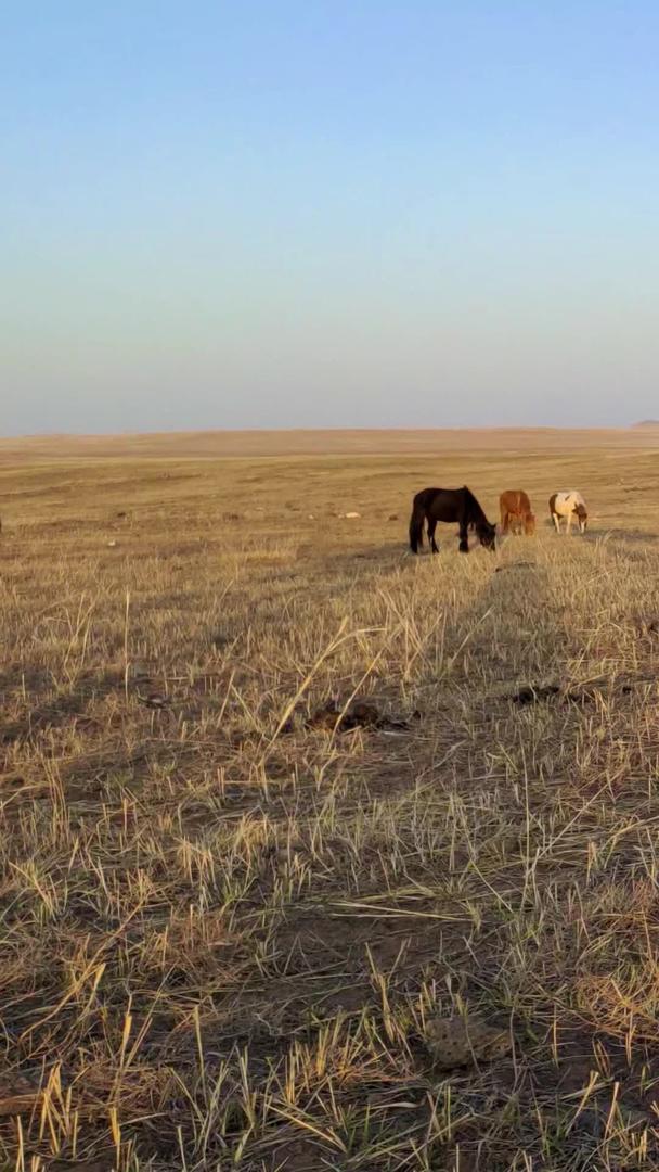 拍摄马儿在夕阳中悠闲地吃草的草原视频的预览图