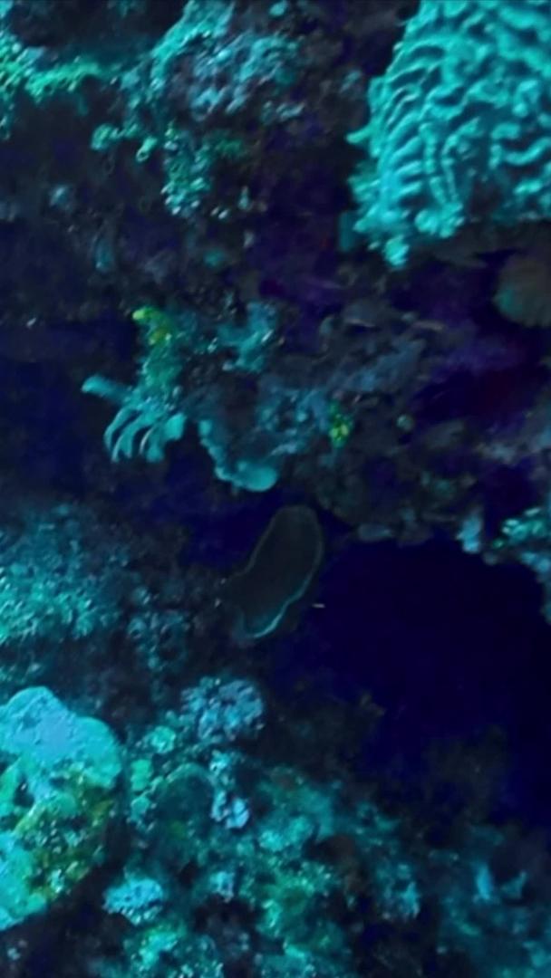 海龟在海底世界视频的预览图