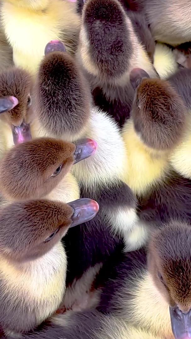 实拍成群灰色小鸭雏家禽农业养殖视频视频的预览图