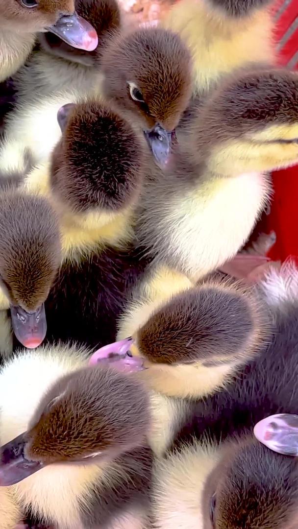 实拍成群灰色小鸭雏家禽农业养殖视频视频的预览图