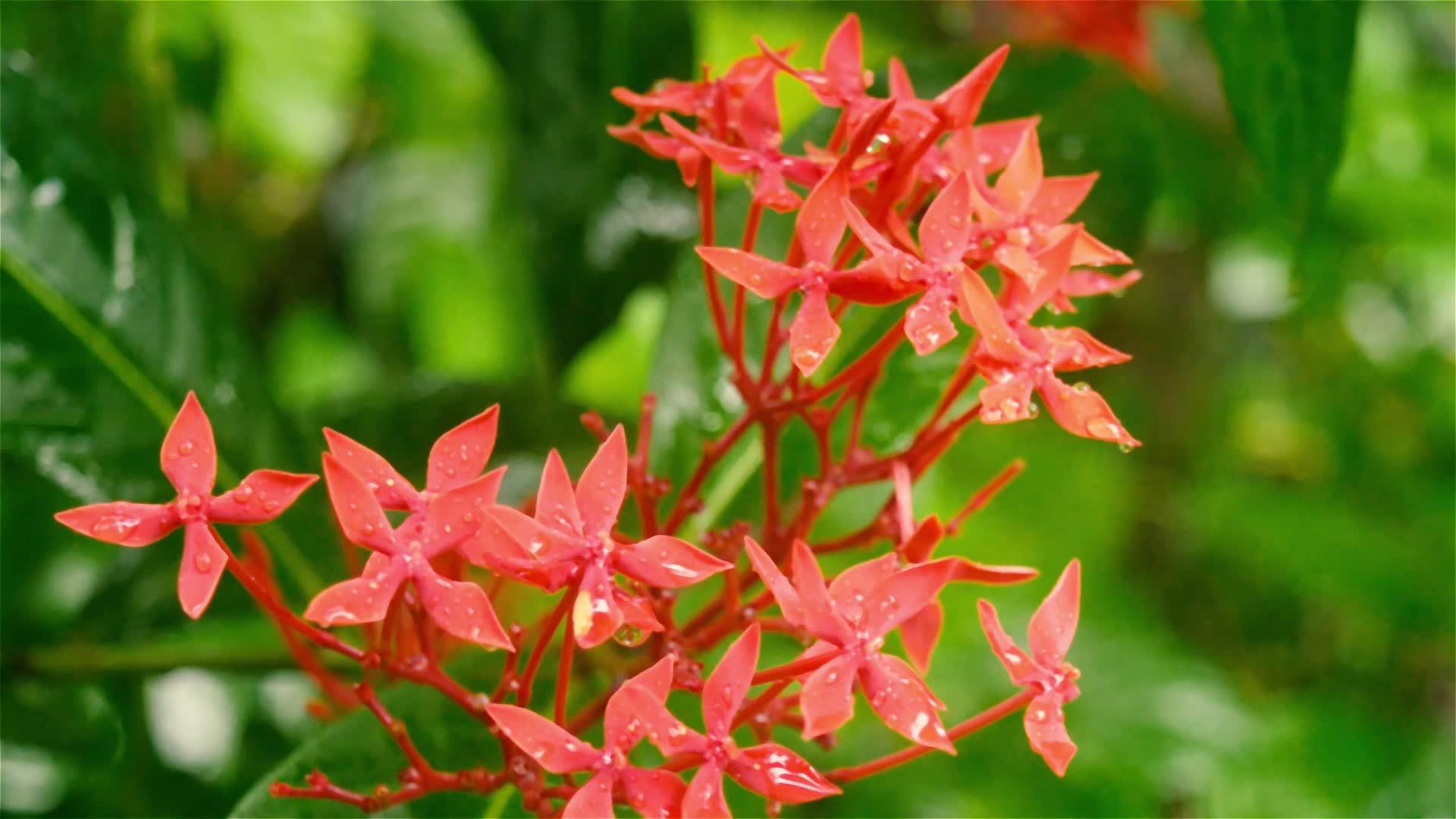 仙人掌红色的小花植物在雨中湿透了视频的预览图