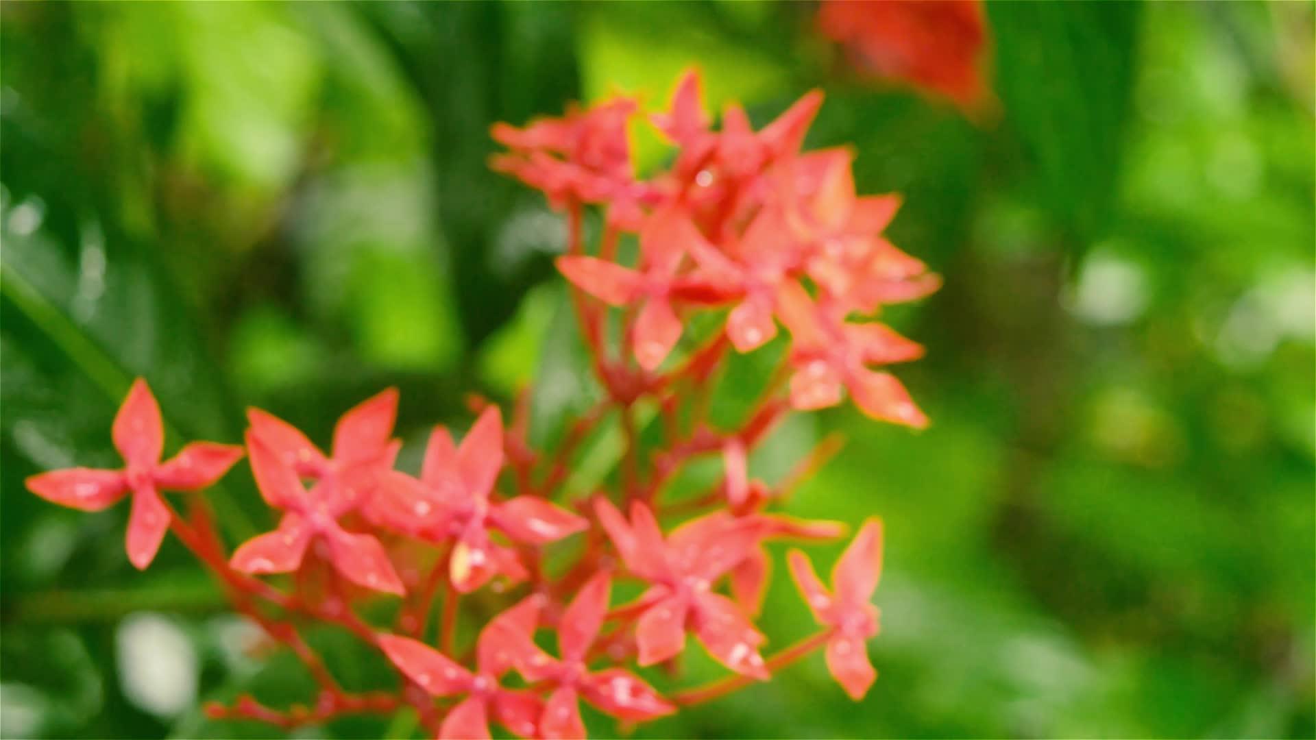 仙人掌的红花在雨中湿透了视频的预览图