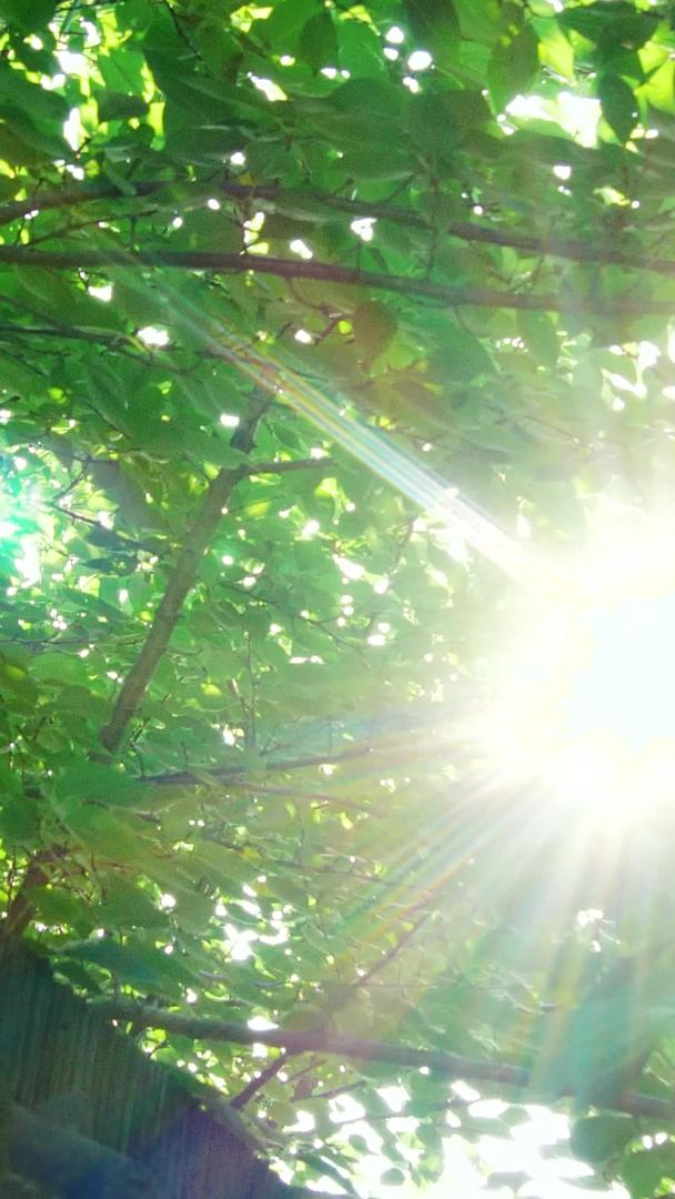 美丽的逆光空境盛夏日光屋檐上的大树视频的预览图
