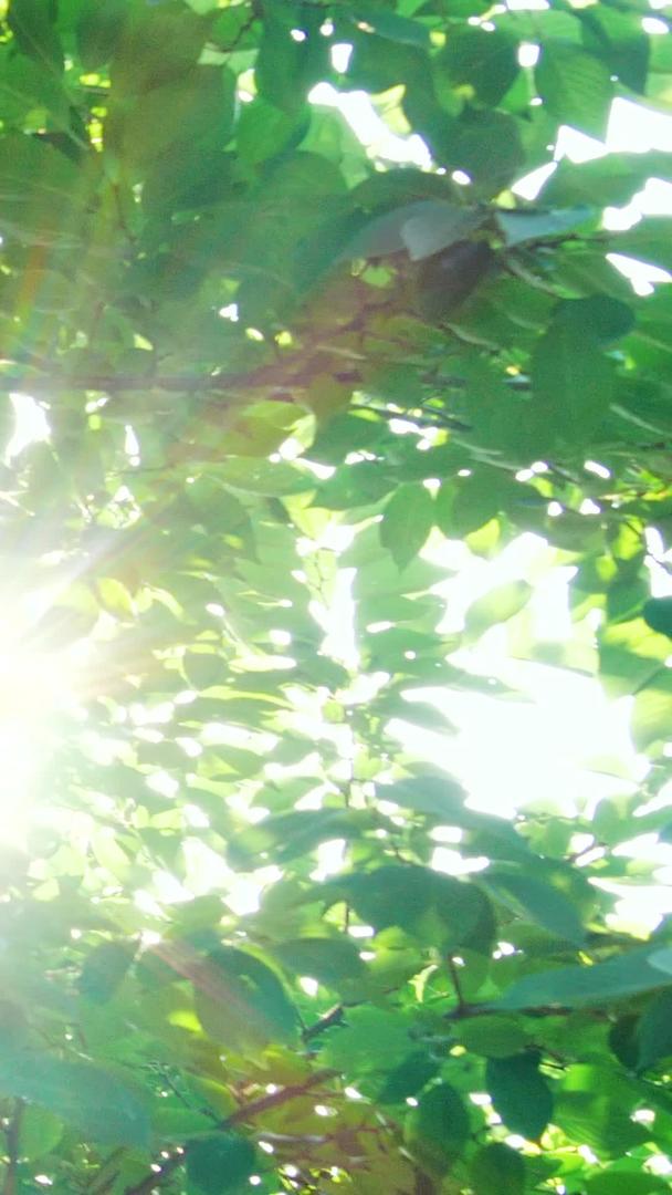 美丽的逆光空境盛夏日光屋檐上的大树视频的预览图