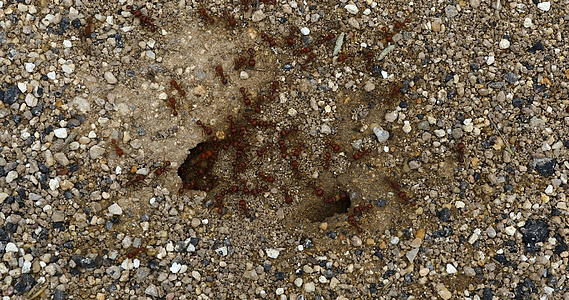红收获蚂蚁进出巢穴视频的预览图