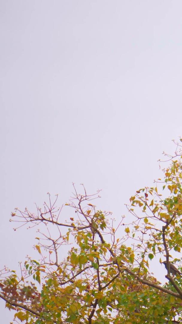 秋季停留在树枝上的乌鸦实拍视频的预览图
