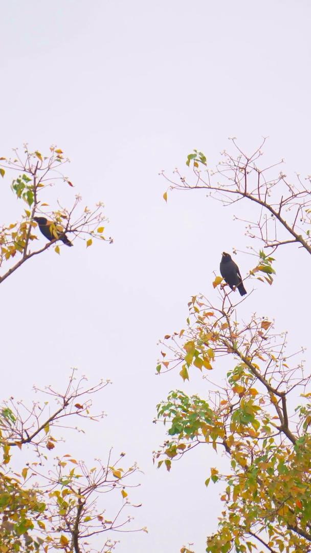 秋季停留在树枝上的乌鸦实拍视频的预览图