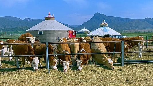 内蒙古草原牛群蒙古包视频的预览图
