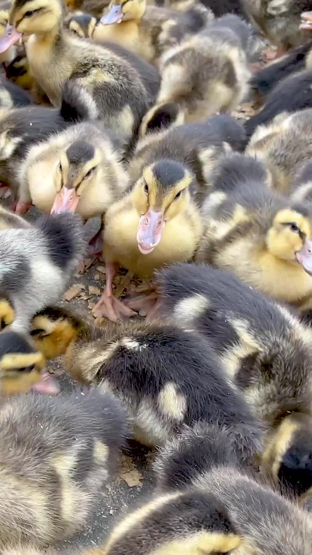 实拍成群的小鸭雏家禽农业养殖视频视频的预览图