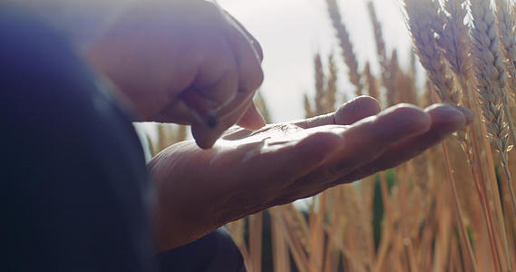 农业专家麦子科研4K超清原始素材视频的预览图