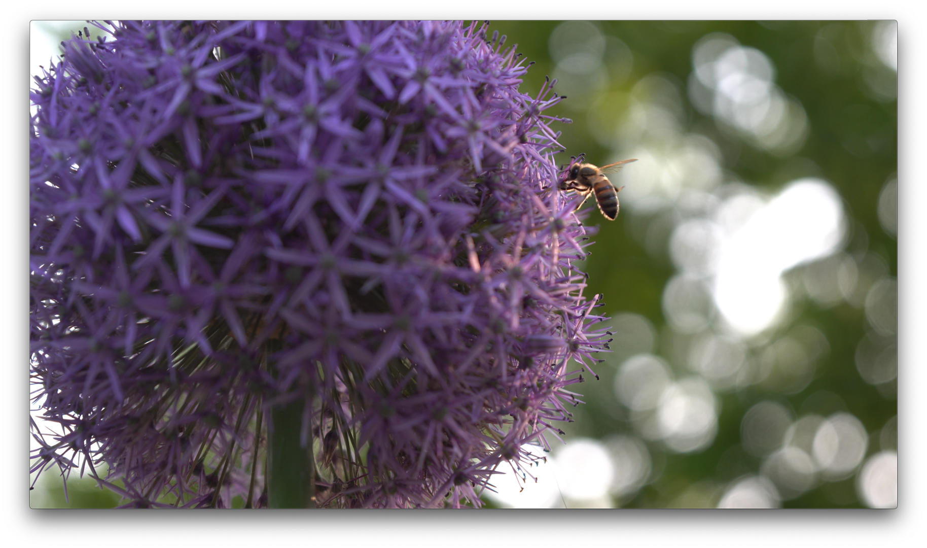 4K公园的紫色花球有只小蜜蜂视频的预览图