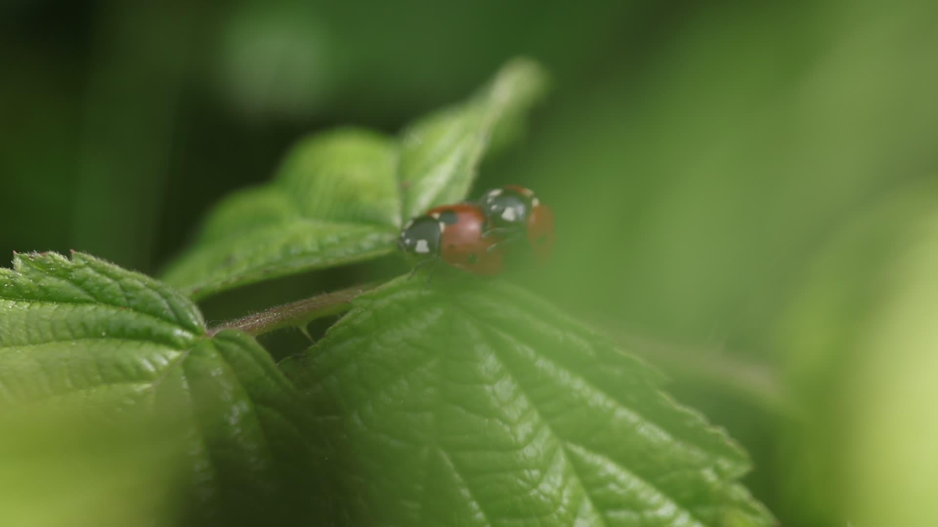 七星瓢虫在一片叶子上交配视频的预览图