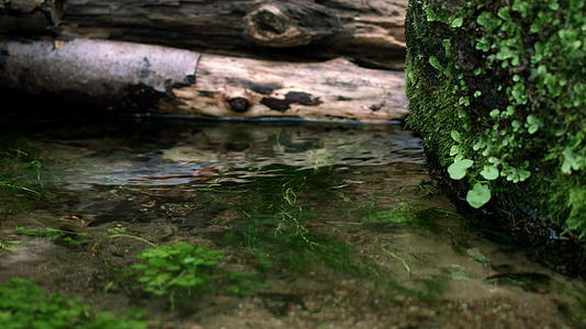 泉水中的寒冷从树木和大石头中流出视频的预览图