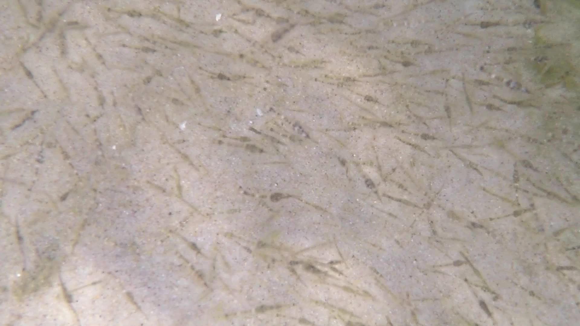 大量的年轻海虾在黄海视频的预览图