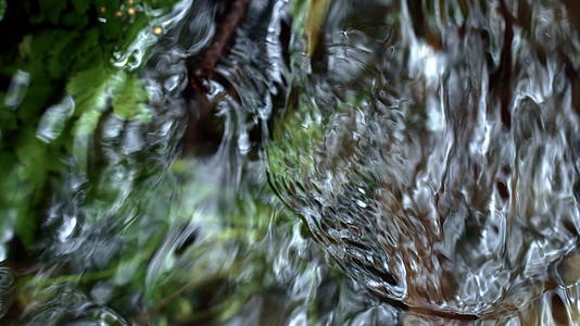 冷泉从森林里流出视频的预览图