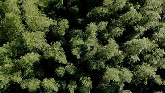航拍安徽林坑大竹海景区视频视频的预览图
