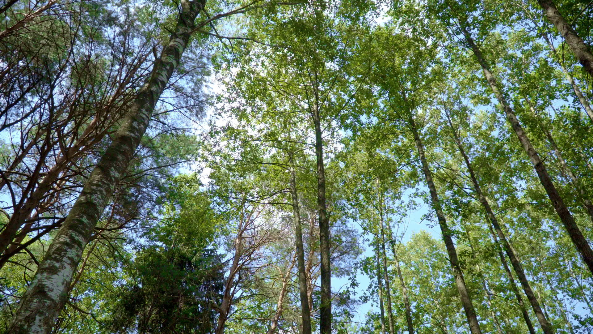 茂密的森林里有茂密的树冠和松软的幼苗视频的预览图
