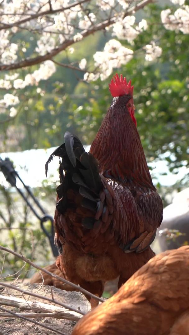 农场实拍放养鸡视频的预览图