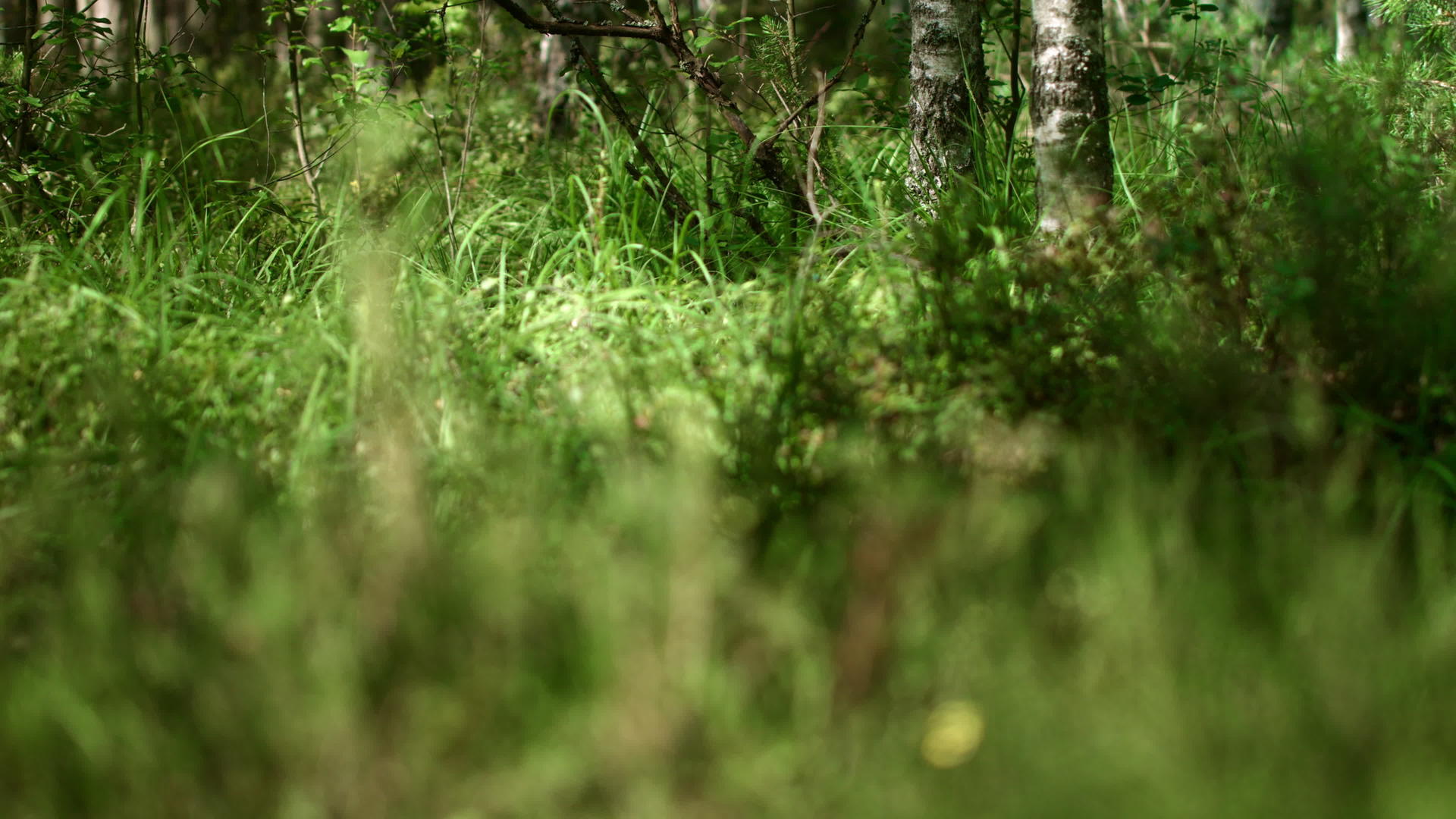 浓密的混合林和高草视频的预览图