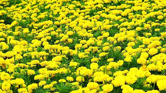 墨西哥黄花在夏天横贯田地视频的预览图