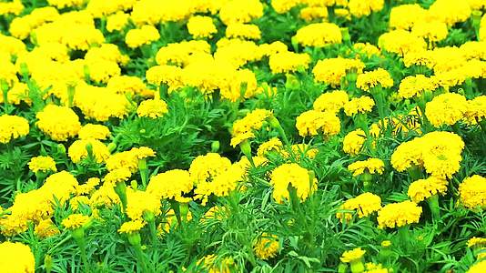 墨西哥马龙的金色花朵在夏天穿过草原视频的预览图
