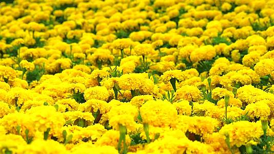 墨西哥马龙的金色花朵在夏天穿过田野和草原视频的预览图