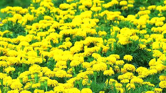 墨西哥马里戈德的黄色花朵在夏天穿过草原视频的预览图