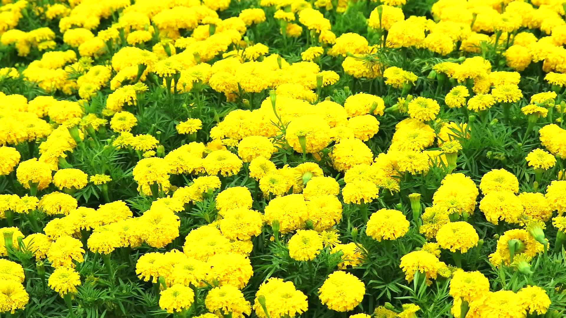 墨西哥马龙的金花在夏天穿过田地视频的预览图