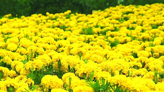 墨西哥马里戈德的黄色花朵在夏天穿过田野和草原视频的预览图