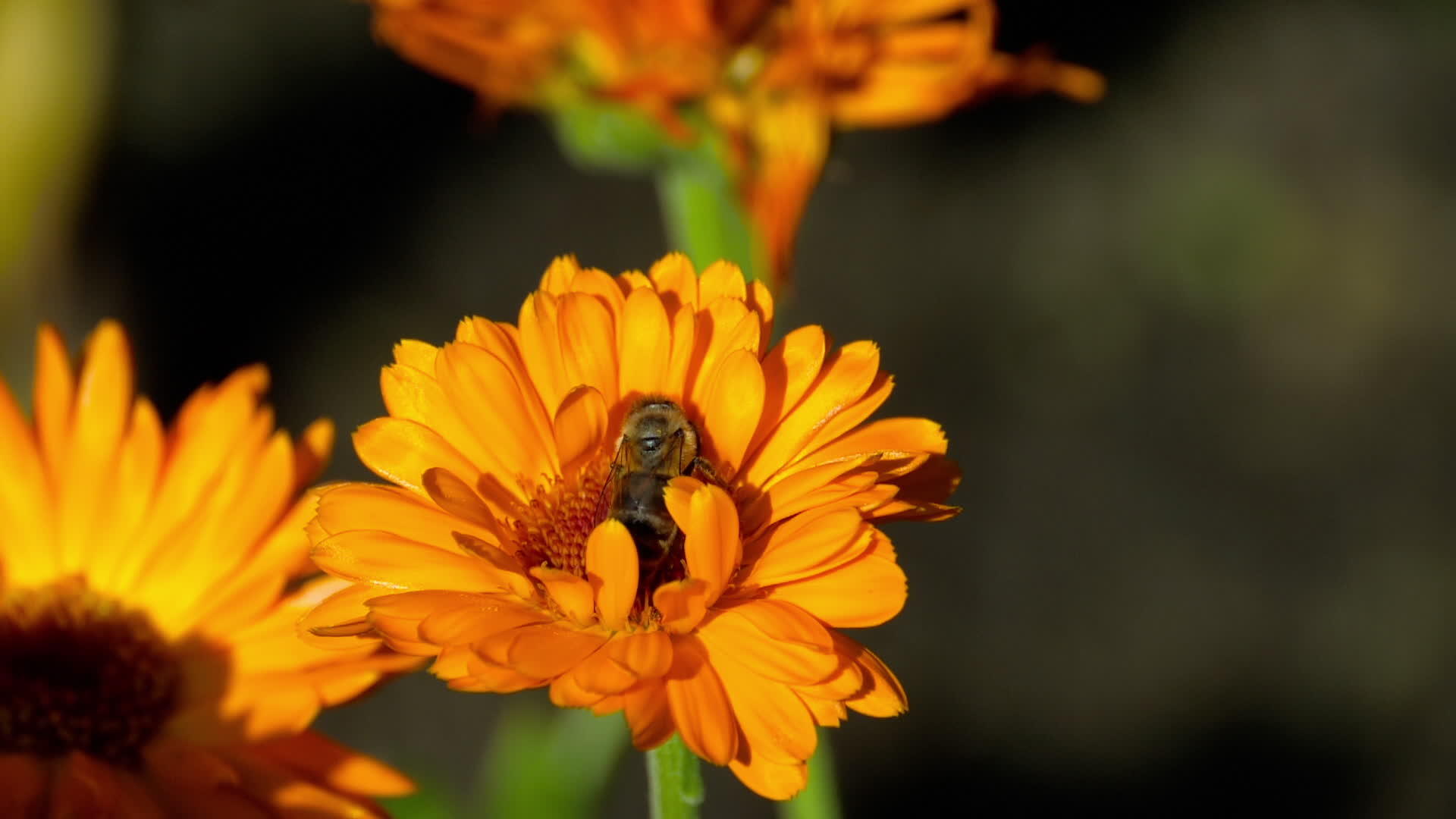 蜜蜂在万寿菊上视频的预览图