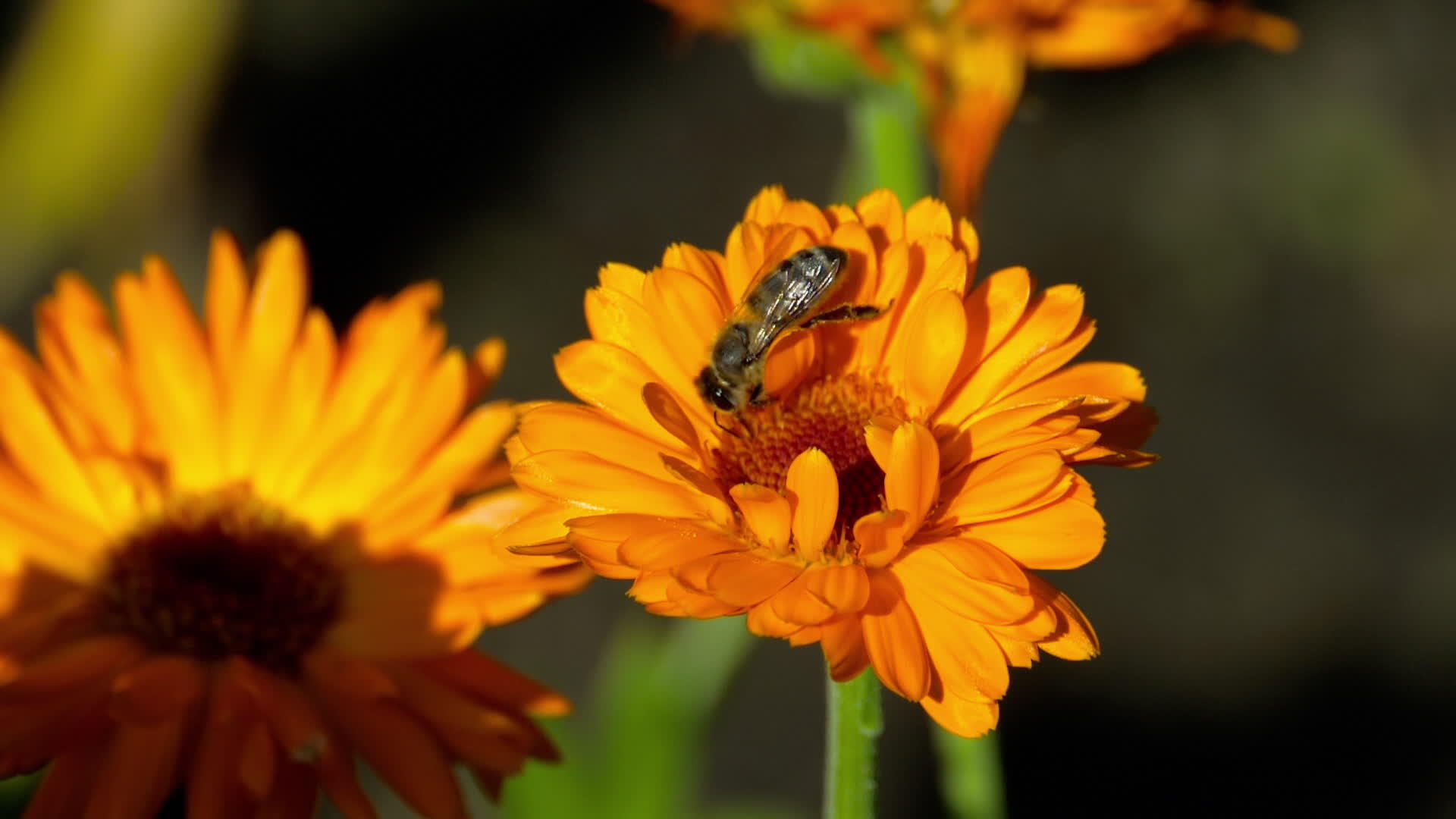 蜜蜂在万寿菊视频的预览图
