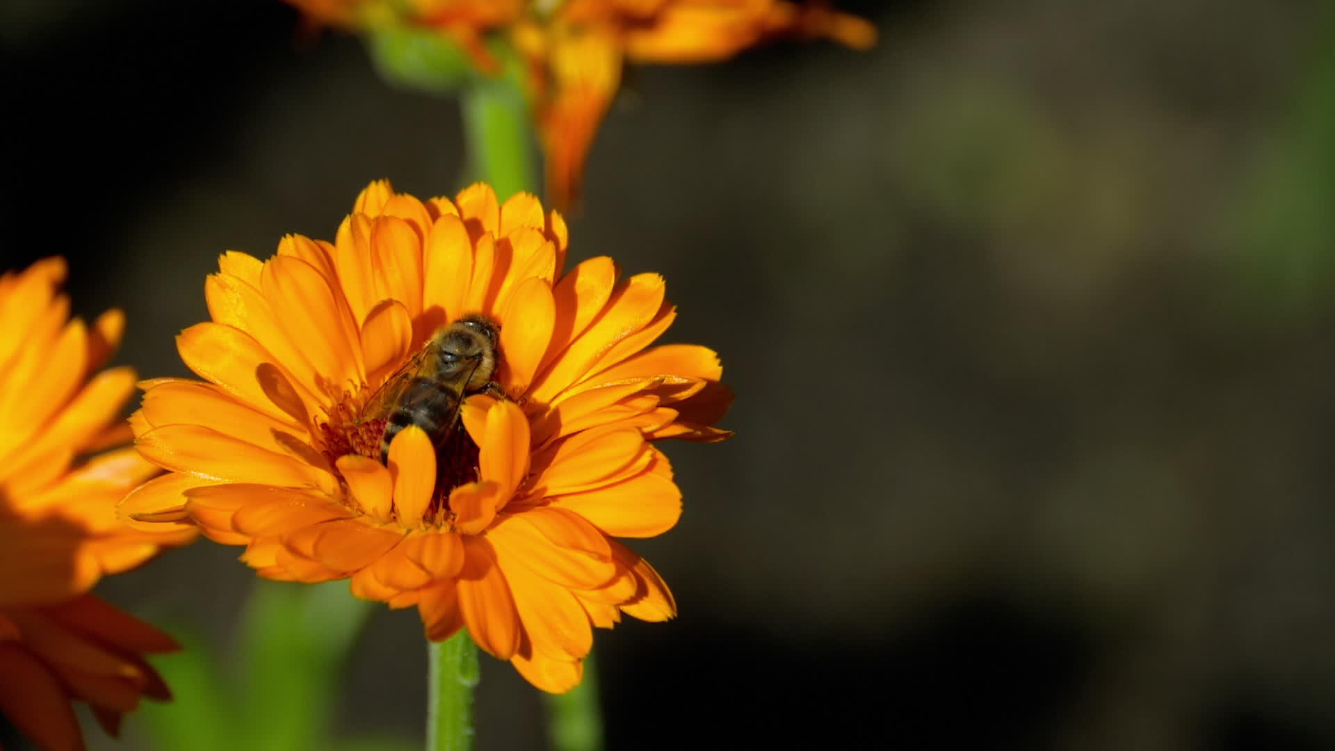 橘子马龙上的蜜蜂视频的预览图
