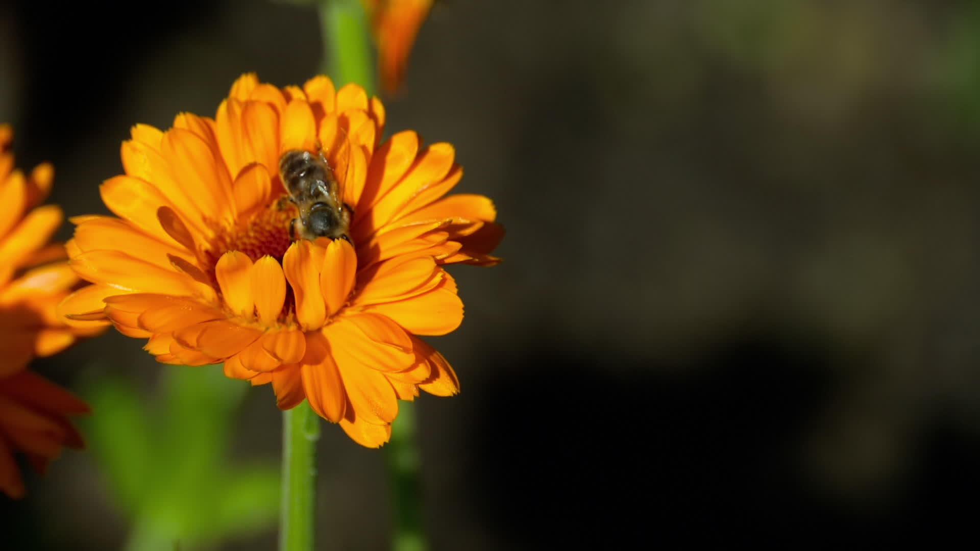橙色马龙花上的蜜蜂视频的预览图