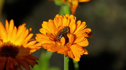 橘子马龙上的蜜蜂视频的预览图