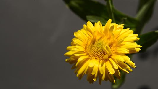 普通马龙配花药用植物视频的预览图
