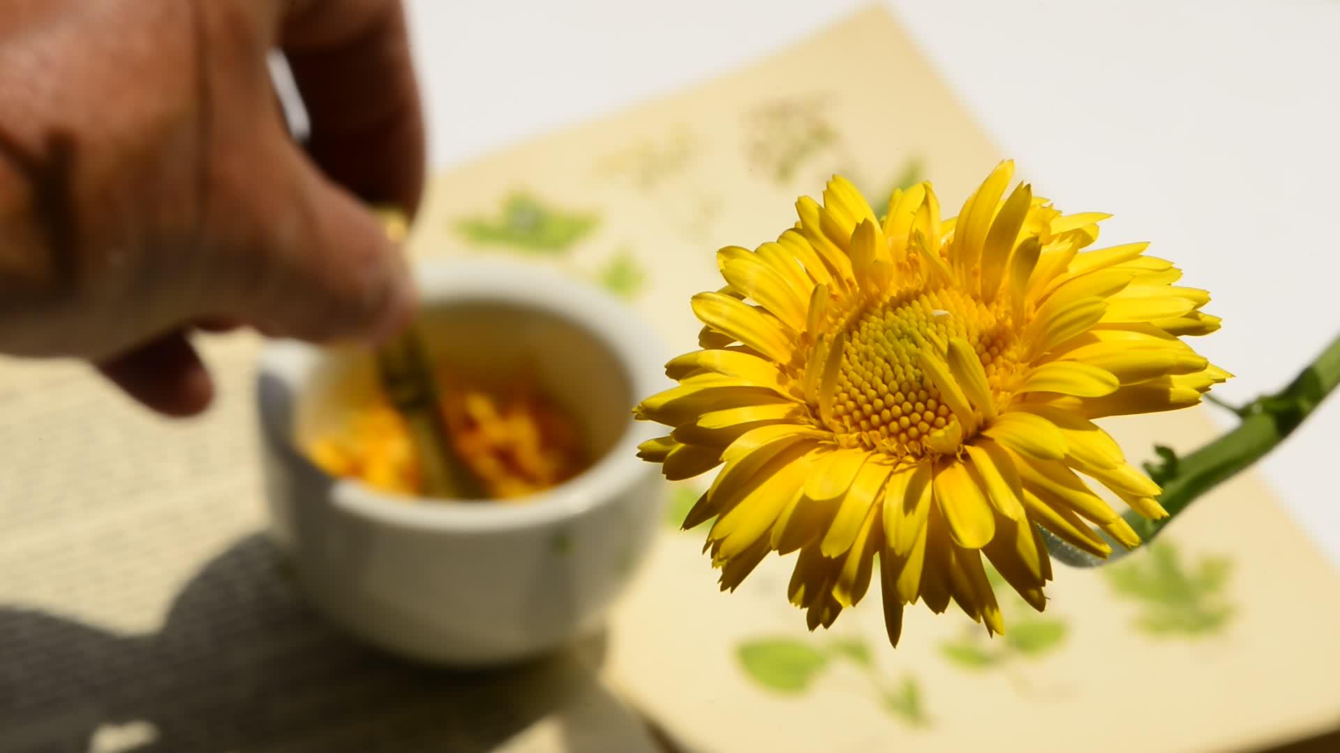 马龙配花药用植物视频的预览图
