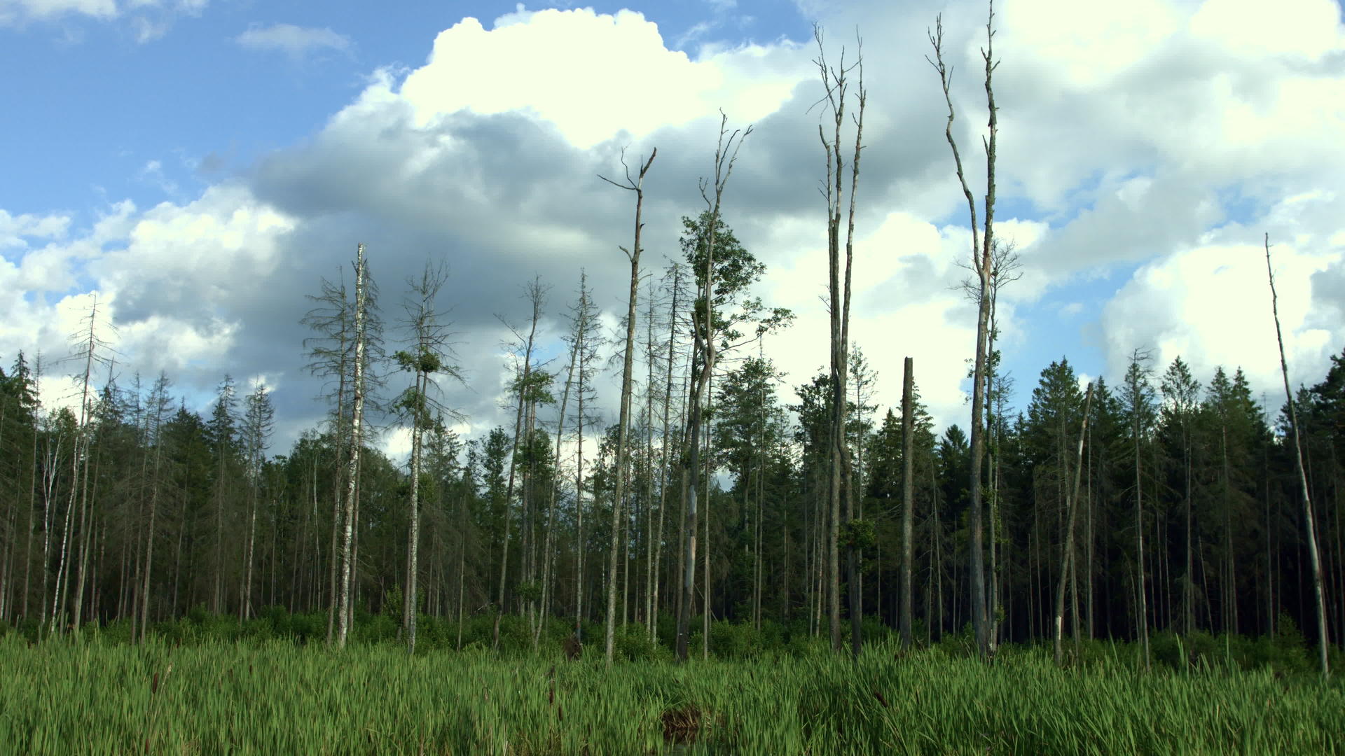 干枯的树木生长在松树林附近茂密的草丛中视频的预览图