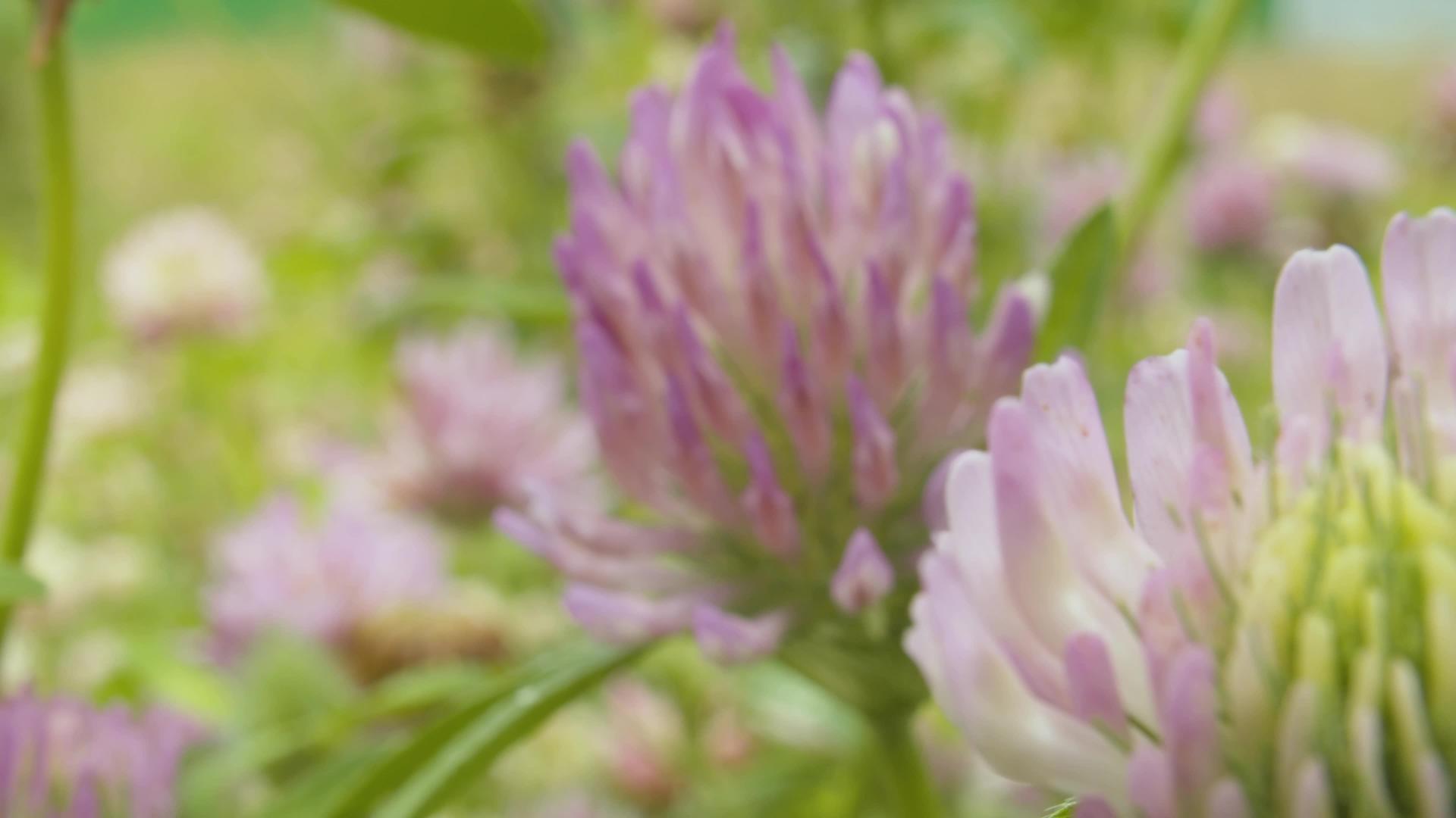 夏季三叶草紫花视频的预览图