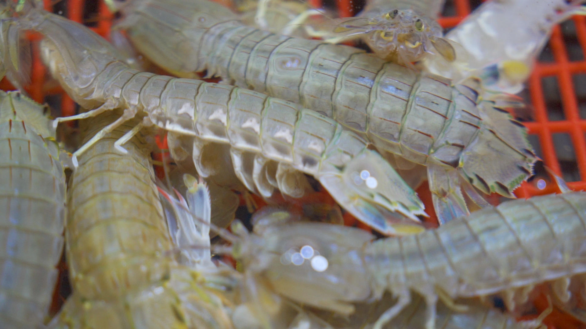 皮皮虾高速摄影视频的预览图