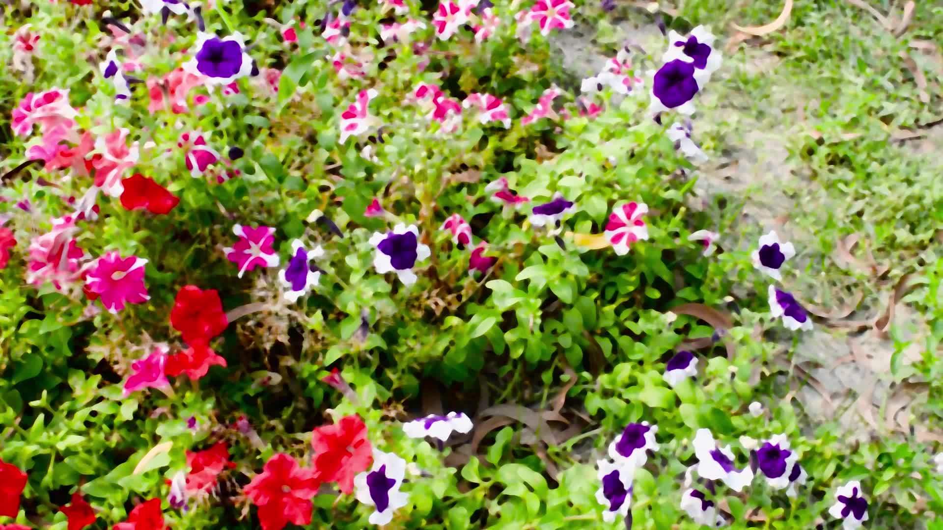 花园里的三色堇花视频的预览图