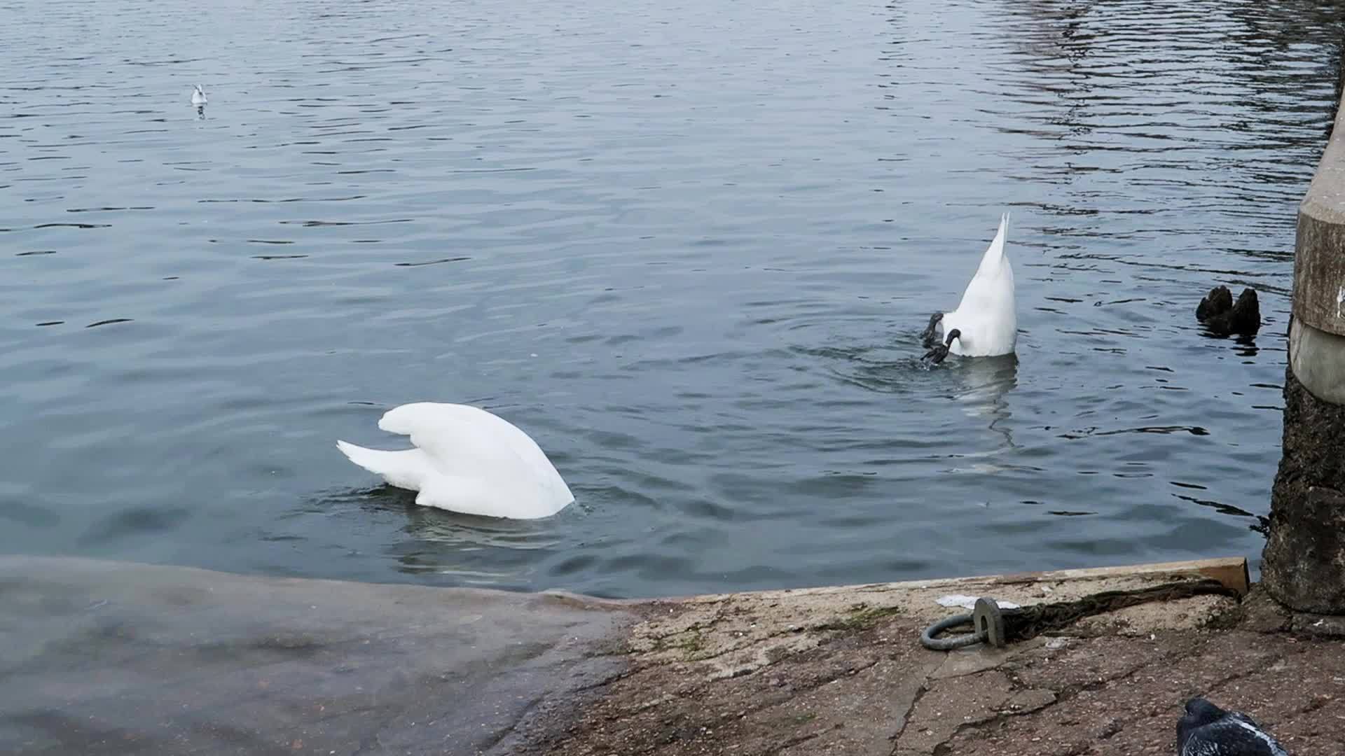 湖中的天鹅视频的预览图